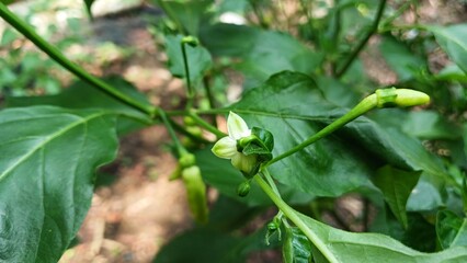 The beautiful chili flowers (Capsicum frutescens) are still closed. Chili flowers in the garden.