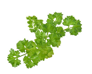 Parsley on transparent png