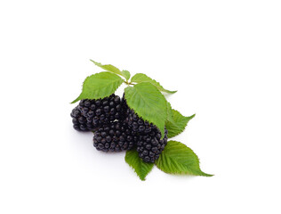 Blackberry berries on a green leaf.