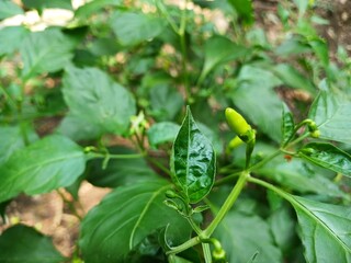 The beautiful chili flowers (Capsicum frutescens) are still closed. Chili flowers in the garden.