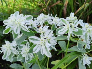 Euphorbia bordered close-up. Annual plant with white-green leaves. Decorative bush with unusual color of foliage. Bright plant for landscaping and landscape design. Flower bed in park or garden