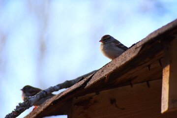 Sparrow resting in the roof