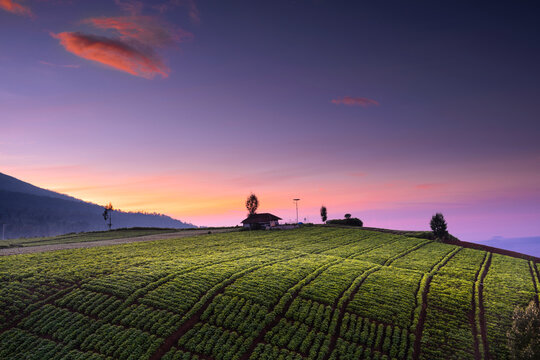Aerial view of a tea plantation at sunset, Brakseng, Batu, East Java, Indonesia