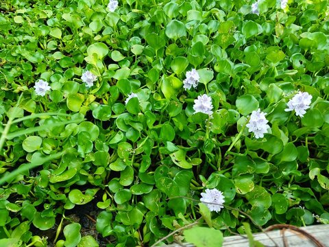 Water hyacinth flowers or Eichhornia crassipes flowers are a type of floating aquatic plant, tracheophyta, pistia stratiotes, lemnoideae.