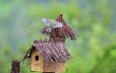 A flock of great titmouse eats sunflower seeds at the feeder in the garden