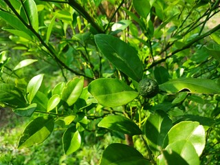 Kaffir lime or Citrus hystrix is a member of the citrus family, Rutacea, of the Citrus type.