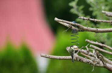 A great titmouse eats seeds and a tallow ball on a tree branch