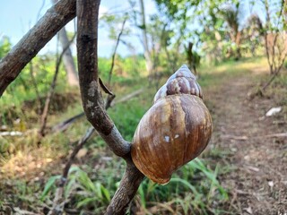 Snail shells or Lissachatina fulica are land snails belonging to the Achatinidae family.