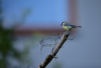 A flock of great titmouse eats sunflower seeds at the feeder in the garden
