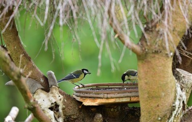 A flock of great titmouse eats sunflower seeds at the feeder in the garden