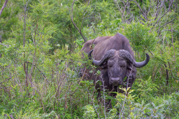 superb specimen of an African Buffalo in its natural habitat in South Africa