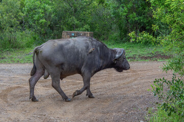 Fototapeta premium superb specimen of an African Buffalo in its natural habitat in South Africa