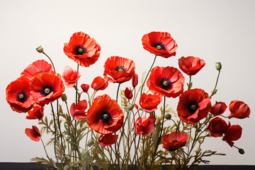 Isolated cutout red poppy flowers on white background.