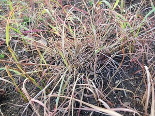 Dry reeds or Imperata cylindrica . Dry reeds in the garden.