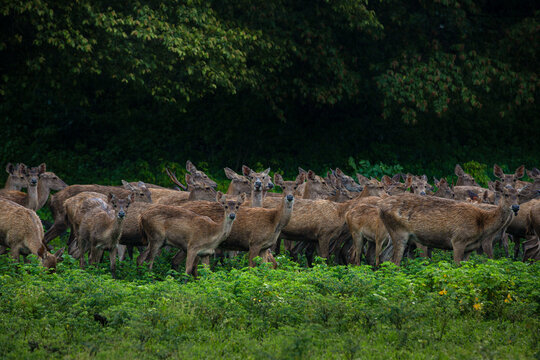 Herd of Deer, Baluran National Park, Situbondo Regency, East Java, Indonesia