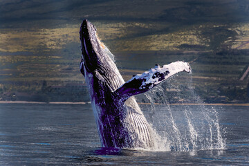 Humpback Whale Breaching ocean surface, Maui, Hawaii, USA