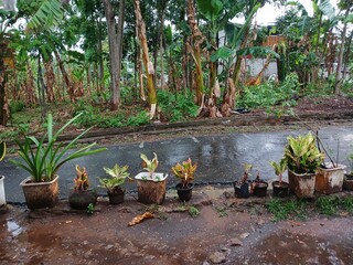 Asphalt road and plants after heavy rain. Road after rain.
