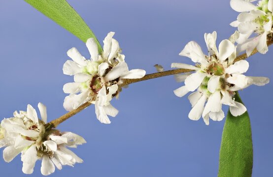 Super macro view of Willow myrtle (Agonis flexuosa) flowers on stem