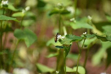 Bee extracting nectar and pollen