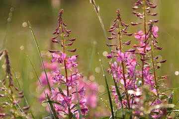 Fireweed or Great willowherb (Chamerion angustifolium). Inflorescence close-up. Dew drops on flowers and leaves. Beautiful blooming tundra wildflowers. July. Shallow depth of field. Blurred background