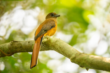 The Malabar trogon (Harpactes fasciatus) is a species of bird in the trogon family