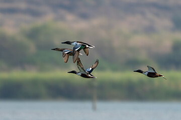 The northern shoveler (Spatula clypeata), known simply in Britain as the shoveler