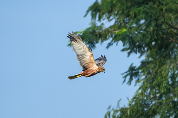 The marsh harrier also know as  Circus aeruginosus