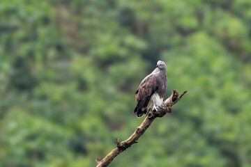 The lesser fish eagle (Icthyophaga humilis) is a species of Icthyophaga found in the Indian subcontinent