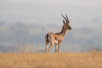 The chinkara (Gazella bennettii), also known as the Indian gazelle
