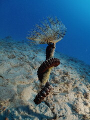 Sabella spallanzanii   scenery underwater open wings and collecting particles in water fan worm ocean scenery background
