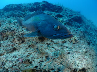 white grouper Epinephelus aeneus fish underwater close to camera scenery on a reef ocean scenery Epinephelus costea