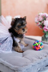 Yorkshire Terrier Puppy Sitting on a grey Pillow. Fluffy, cute Yorkshire Terrier with bow on her head Looks at the Camera