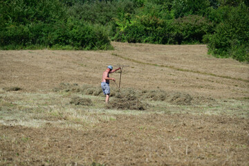 Naklejka na ściany i meble Farmer collects dry grass hay with fork manually on field 