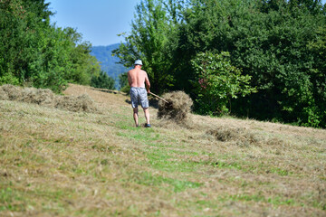 Farmer stacking hay with fork traditional in the village on field