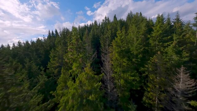 Aerial cinematic FPV drone quadcopter footage flying low across the treetops, tree surfing fun with racing quad in the styrian alps 