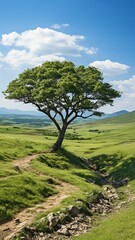 Obraz premium A lone tree in the centre of a lawn with mountains in the distance.