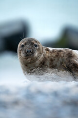Wundersch&ouml;ne Robbe am Strand. Tierportrait 