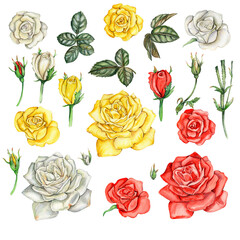 Watercolor hand drawn set of roses and leaves. The collection of garden flowers, leaves, twigs, botanical illustration. Rose bud. Design elements for cards, posters, design for wedding invitation