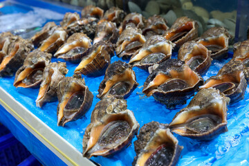 conch from the Korean Fish Market