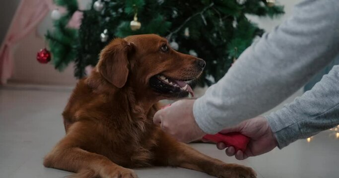 A Golden Retriever dog and her owner unpack a Christmas present. Unpacking a gift of a bone for a dog against the background of a Christmas tree. Christmas And New Year gift for a pet. Pet shop.