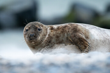 Wundersch&ouml;ne Robbe am Strand. Tierportrait 