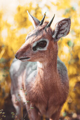 Ein kleines Dikdik in schönen Farben.