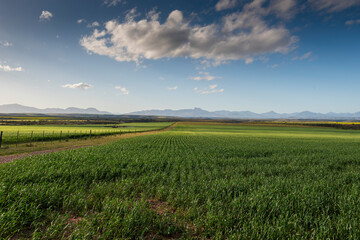 Fototapeta na wymiar Agricultural fields landscape