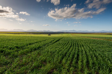 Agricultural fields landscape

