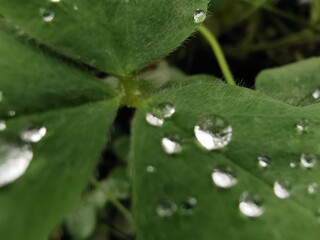 Kleeblatt in Nahaufnahme mit Wassertropfen