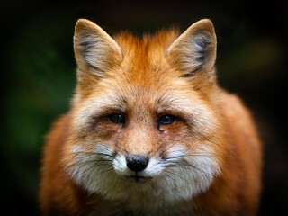 Ein wunderschöner Rotfuchs mit schwarzen Augen.