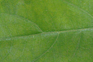 Green leaf ,super close up