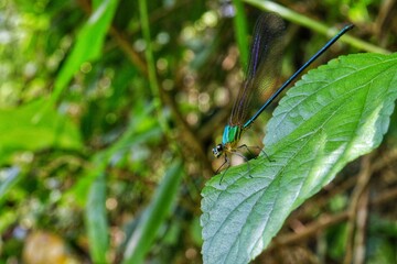 fly on a leaf