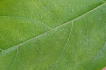 Green leaf ,Extreme close up