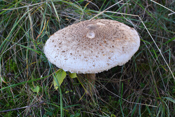 Umbrella mushroom Macrolepiota procera grows in the wild